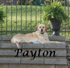 Payton Pons ..2004-2015